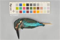 藏品(翠鳥)的圖片